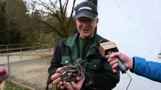 preview picture of video 'Tierbabies im Vogelpark Ortenburg | unserRadio'
