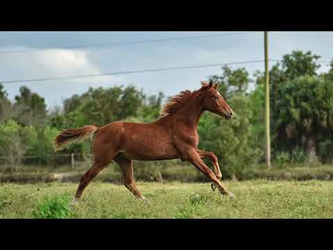 Secret (Sezuan) x Don Olymbrio x Rohdiamont colt for sale