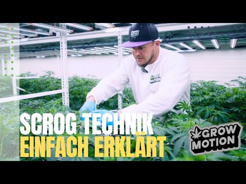 SCROG Trainingstechnik im Anbau | Einfach erklärt | Tipps & Tricks