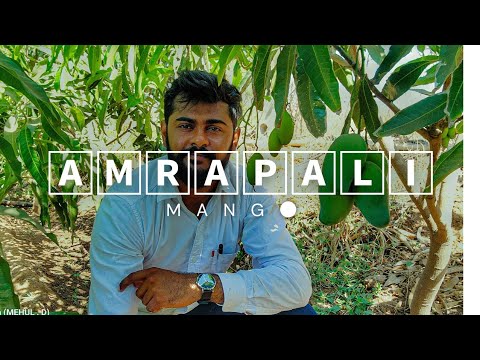 Amrapali Mango