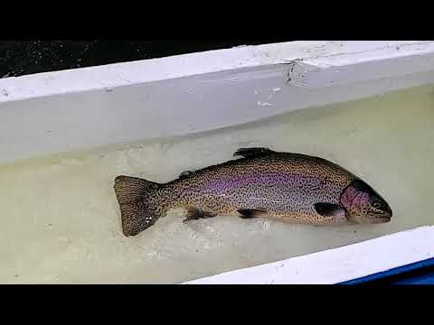 11/14/19 STOCKING TROPHY TROUT & "SIERRABOWS" AT SANTA ANA RIVER LAKES