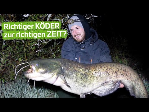 Große KÖDER beim WELSANGELN im HERBST? | Du fragst, ich antworte #3