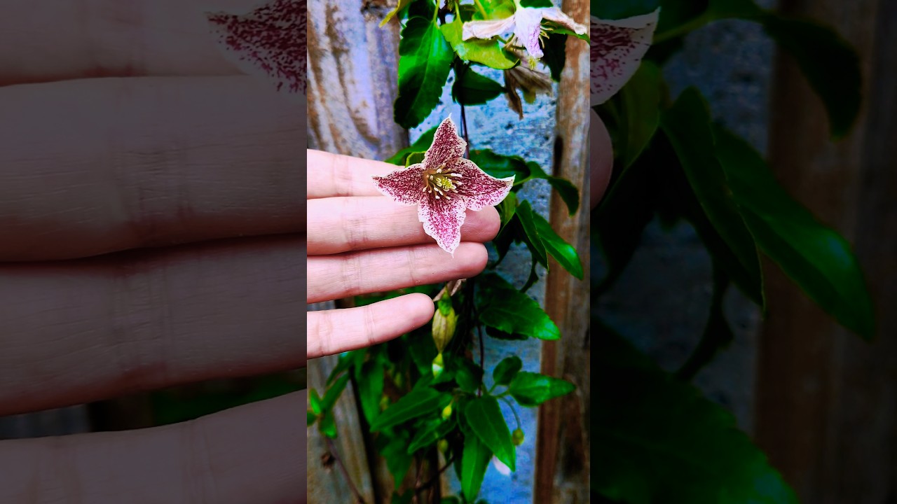 🤩 Clematis Freckles 🌺 #flowers