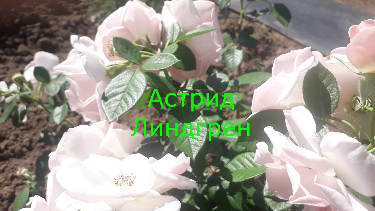 Роза Астрид Линдгрен. / Astrid Lindgren /. Устойчивость к дождю.