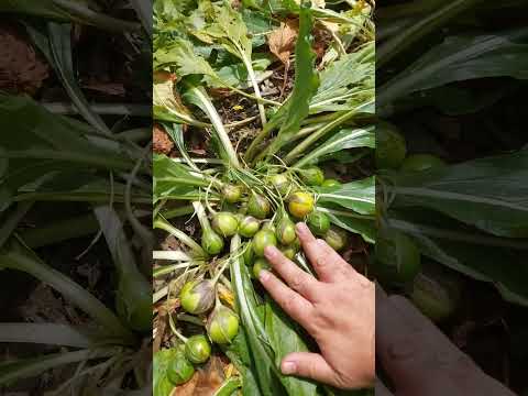 So Many Mandrake fruits 🙂