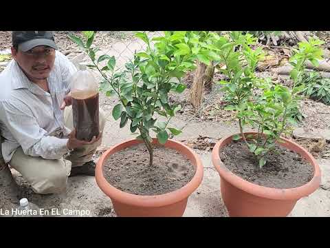 Plant and Organically Fertilize Your Potted Lemon Tree