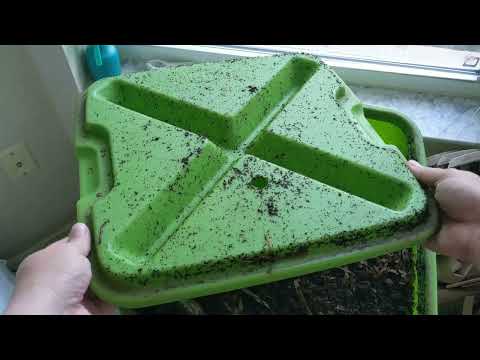 ⌛ Overdue Feeding - Day 42 - Hot Frog Living Composter - 🐛 Vermicomposting