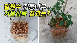 실험삼아 해본 밀원수 쥐똥나무 겨울 삽목, 뿌리는 나왔을까?