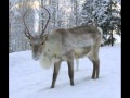 Petteri punakuono 