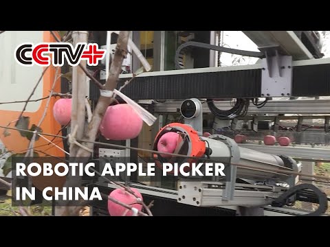 Robotic Apple Picker Takes Bite out of Human Labor in Northwest China's Shaanxi