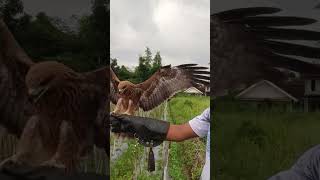 Download lagu #Boy si elang bk respon glove tanpa umpan #sorotan #elang #burunglucu #elangblackkite #elangsoar mp3