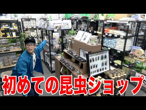 The beautiful insect shop that moved to a new location and now has five times the space is too cu...