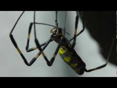🐝 Golden Orb Weaver Spider Dead on a Japan Shinto Shrine - Genus Nephila - Real Japan Monsters