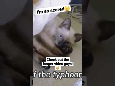 SKO GOT SCARED OF THE TYPHOON! CUTE CAT!🙀🙀 #shorts