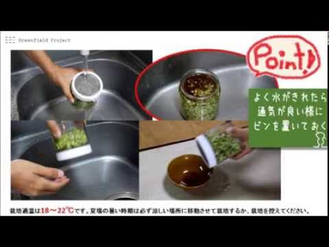 スプラウトジャー: スプラウトの栽培に最適です 庭の練習