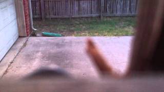 I AM LOCUST -- HEAR ME RAWR