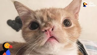 Abandoned Kitten With Smushed Face Finds Perfect Family | The Dodo by The Dodo