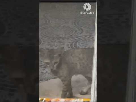 Maa chinni cat street dog ni Bayapettindhi#ytshorts #mangalagiri