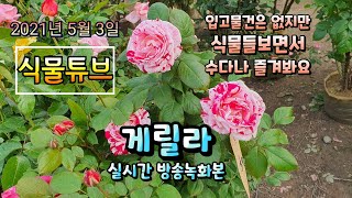 2021년 5월 3일 월요일 예쁜식물 보면서 수다 즐겨봐요 꽃멍하실분들 오세요  #식물튜브 #양재꽃시장