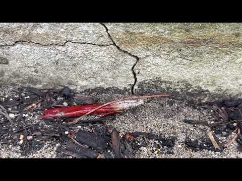 Found Out How the Ants Got Inside in...