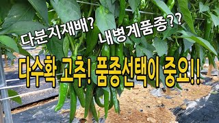 고추 다분지재배에 적합한 품종은? 다수확고추.. 품종별 성장 및 특징 비교