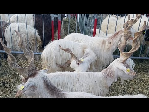 Fiera Bee Villanova Mondovì 🐐🐎🐑 #pecora #frabosana #sagra #eventicuneo