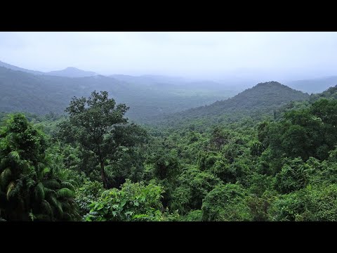 Exotischer Dschungel in südindischen Goa | Naturgeräusche