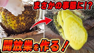 ニホンミツバチの開放巣を作る！が、まさかの事態に言葉を失う....
