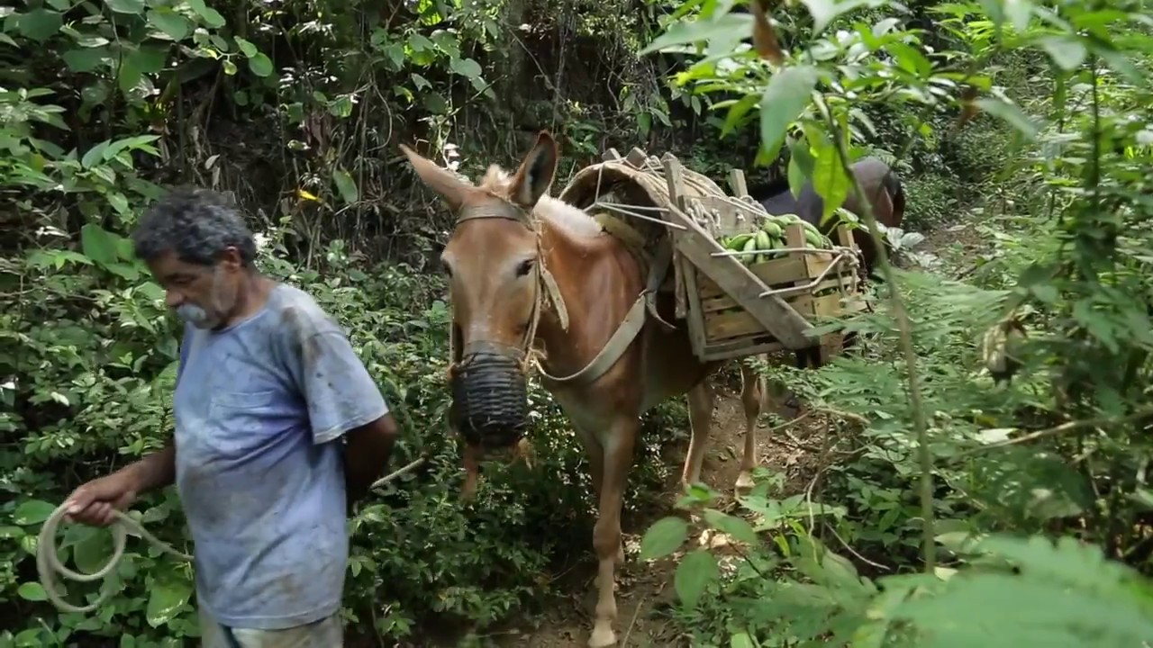 🎞️ 🍃 Curta Agroecologia || Roça na Cidade