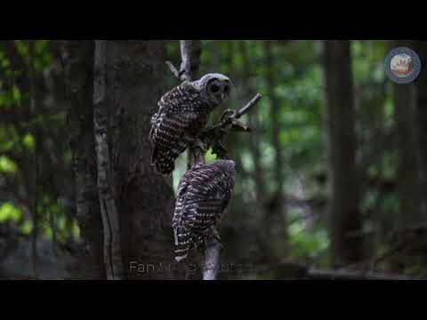 2021.7 The workaholic older owlet - 老大是个工作狂