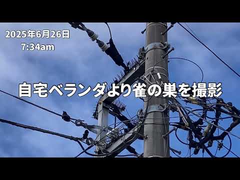 2025年6月✴︎電柱に作られた雀の巣を観察