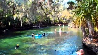 preview picture of video 'АМЕРИКА чудо Blue Springs State Park Orange City Florida USA March 03.03.2012'