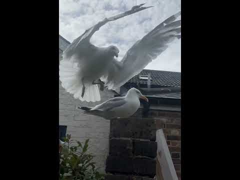 MALE SEAGULL BEING CHIVALROUS TO HIS MATE
