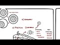 Viral Replication Enveloped vs Non-Enveloped Viruses