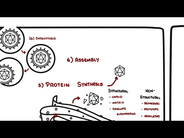 Viral Replication Enveloped vs Non-Enveloped Viruses