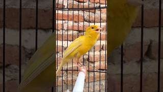 Download lagu Kenari gacor emosi #kenari #kenarigacor #canary #canarias #canario #birds #shorts #shorts mp3