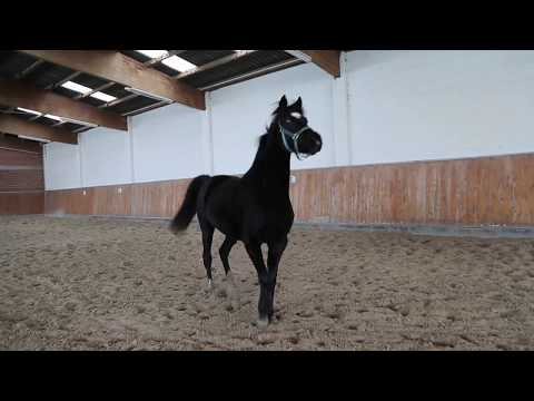 OL Stute von Galaxy Win/Hohenstein