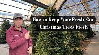 How to Keep Your Fresh-Cut Christmas Trees Fresh