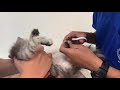 Cute Overly Dramatic Cat Hates The Vet Shorts