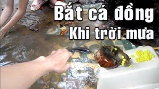 BẮT CÁ ĐỒNG KHI TRỜI MƯA | Fishing