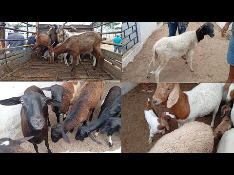 Feira de caprinos e Ovinos de Sumé PB 13/07/2026/ parte 2