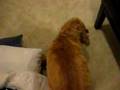 Patrick The Cocker Spaniel Playing With Tickle Me Ernie