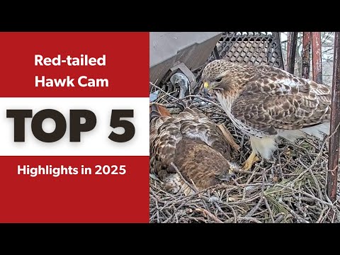 Cornell Red-tailed Hawks Cam: Top 5 Highlights in 2025 | Cornell Lab