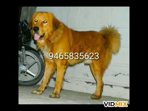 Gaddi dog ( RaFTaaR)