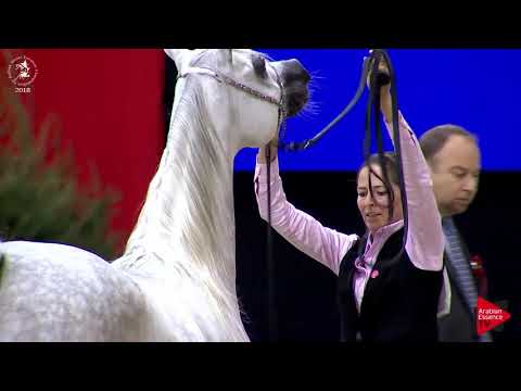 N.134 AGMAL JAHIDDAH - Lier 2018 - 4-5 Years Old Mares (Class 7)