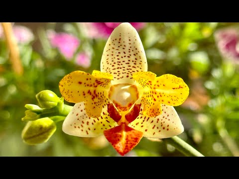 Phalaenopsis Mini Mark Peloric | Beautiful Orange Orchid 🧡🧡🧡