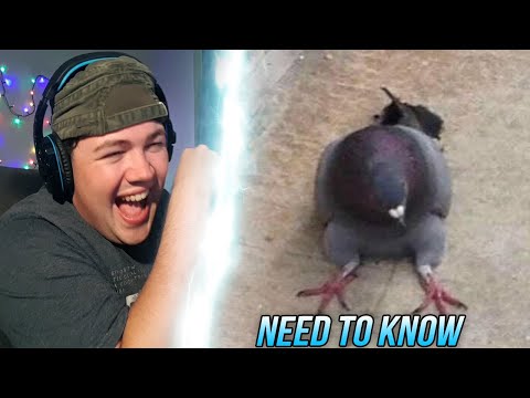 REAKTION auf WIESO SITZT DIESE TAUBE?