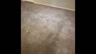 Lake Jackson, TX apartment move out carpet cleanin