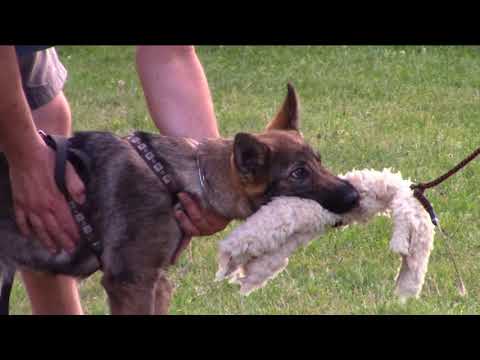 Oudrey z Jukasu -  training 4-7 months