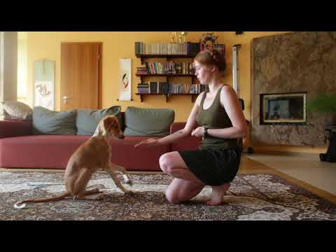 4 months old saluki does tricks